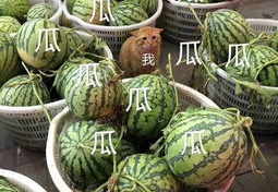 娱乐吃瓜的头像图片,吃瓜群众眼中的明星幕后故事
