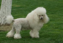 贵妇犬,高贵气质与忠诚伴侣的完美结合