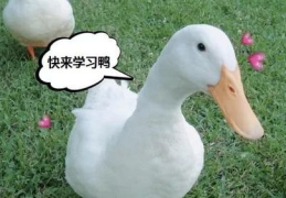 娱乐吃瓜鸭鸭鸭,鸭鸭鸭带你领略娱乐圈风云变幻