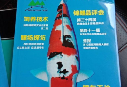 月刊锦鲤,探寻每月幸运之鱼